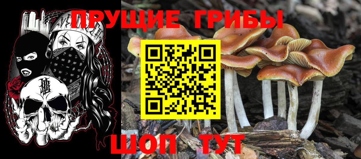 Псилоцибиновые грибы мицелий Курчалой